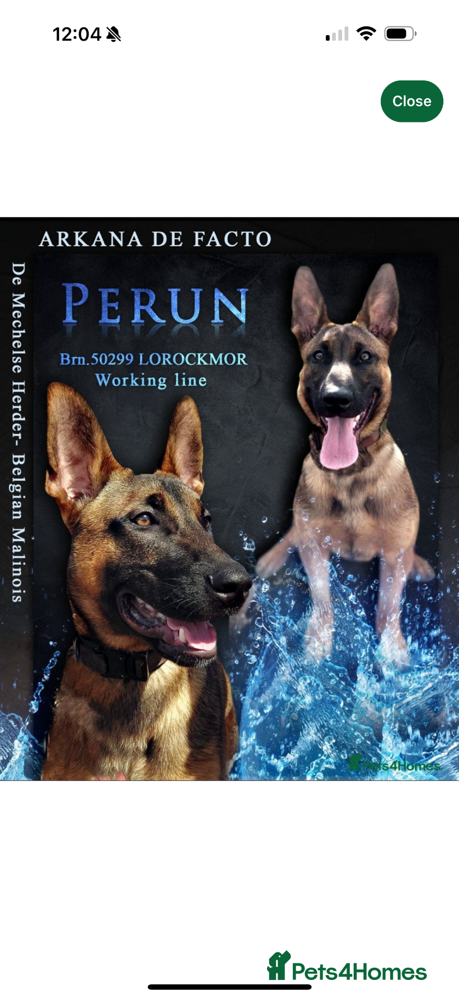 Belgian Shepherd Dog dogs Chunky pure bred top bloodlines puppies  - Advert 2