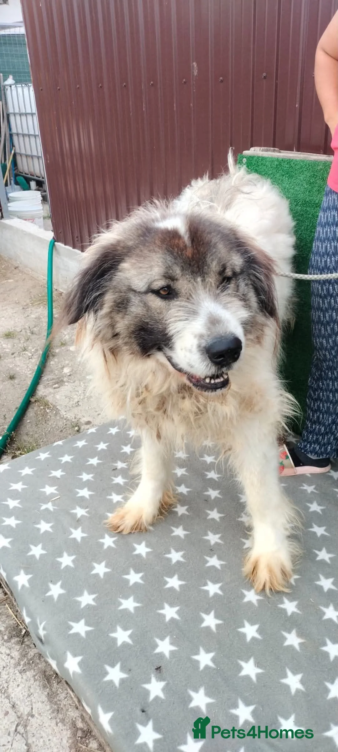Mixed Breed dogs for adoption: 🐶Meet haiduc, one big fluffball 😍 - Advert 2