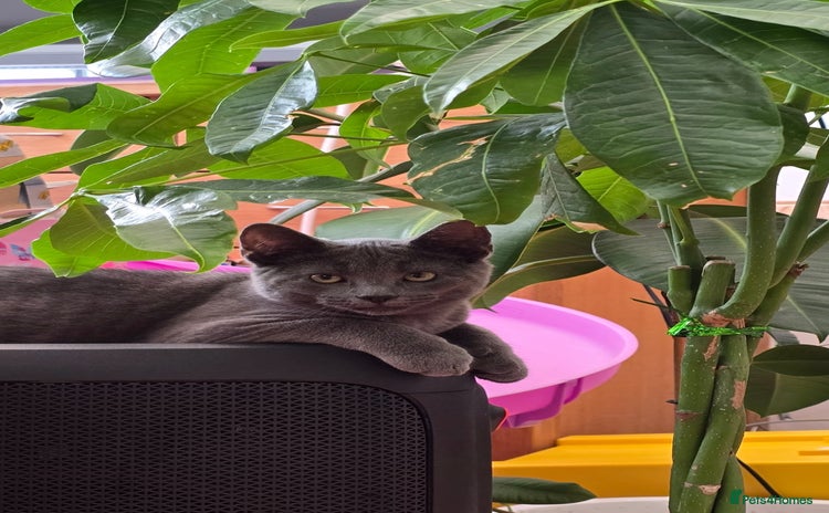 Russian Blue cats - Advert 4