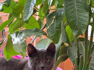 Russian Blue cats - Advert 5