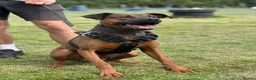 Dobermann dogs for sale: 1 FEMALE READY TO LEAVE NOW!! | Doberman pups!  - Advert 21