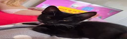 Mixed Breed cats for sale: Female kitten  in Preston - Advert 5