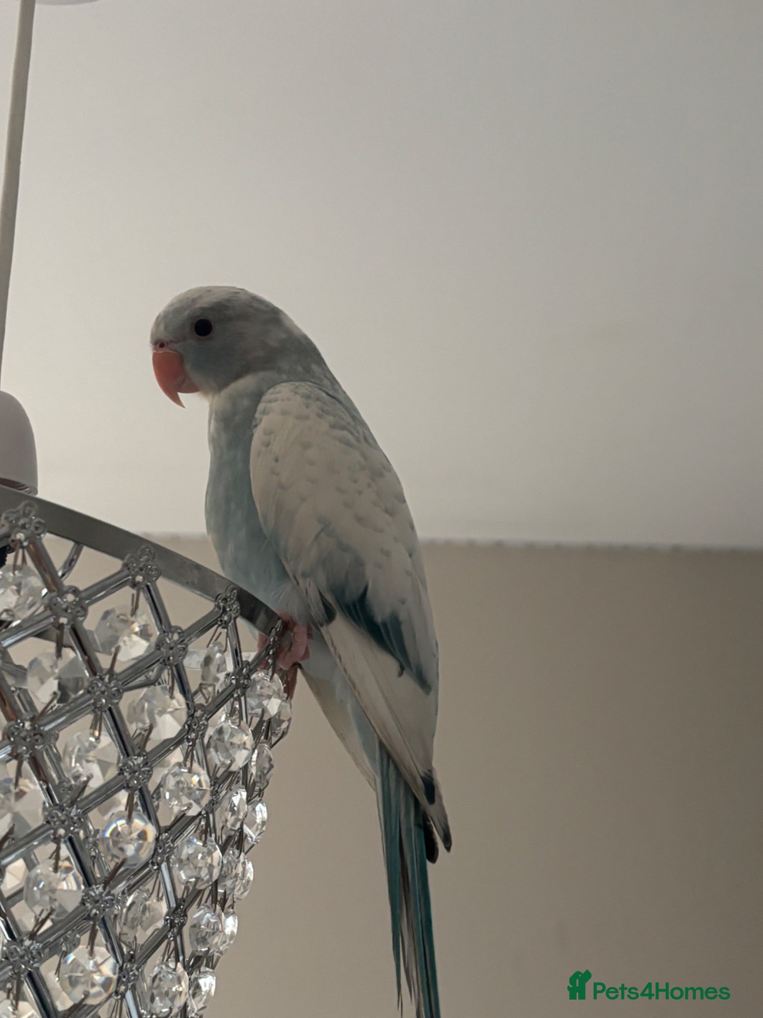 Ringnecks birds baby pied indian ringneck - Advert 6