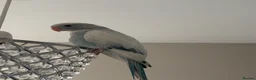 Ringnecks birds for sale: baby pied indian ringneck in Rotherham - Advert 1