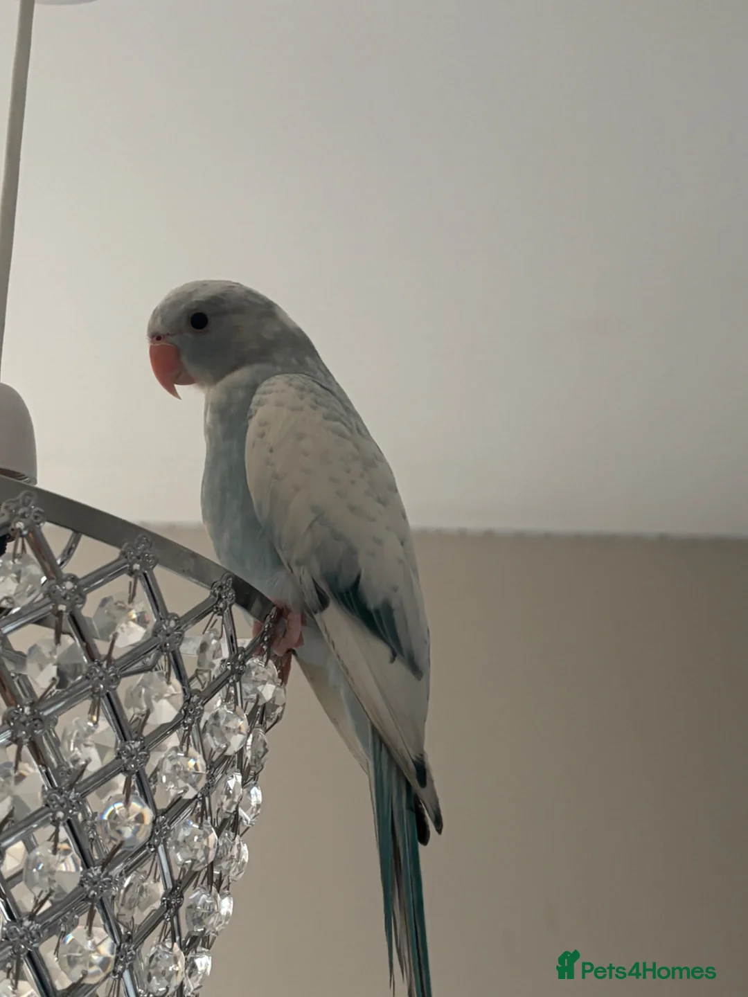 Ringnecks birds for sale: baby pied indian ringneck in Rotherham - Advert 1