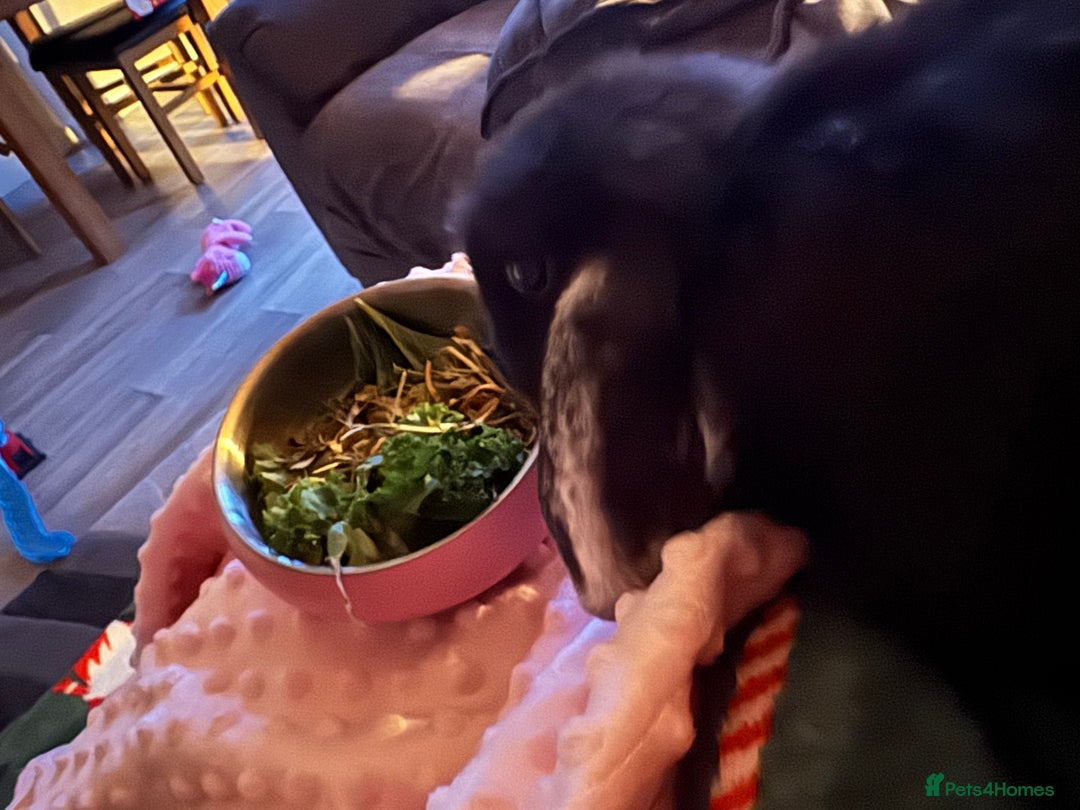 Mini Lop rabbits for sale: Very loved indoor bunny needing new loving home - Advert 3