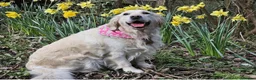 Golden Retriever dogs for sale: World champions blood, FCI & KC in Liverpool - Advert 6