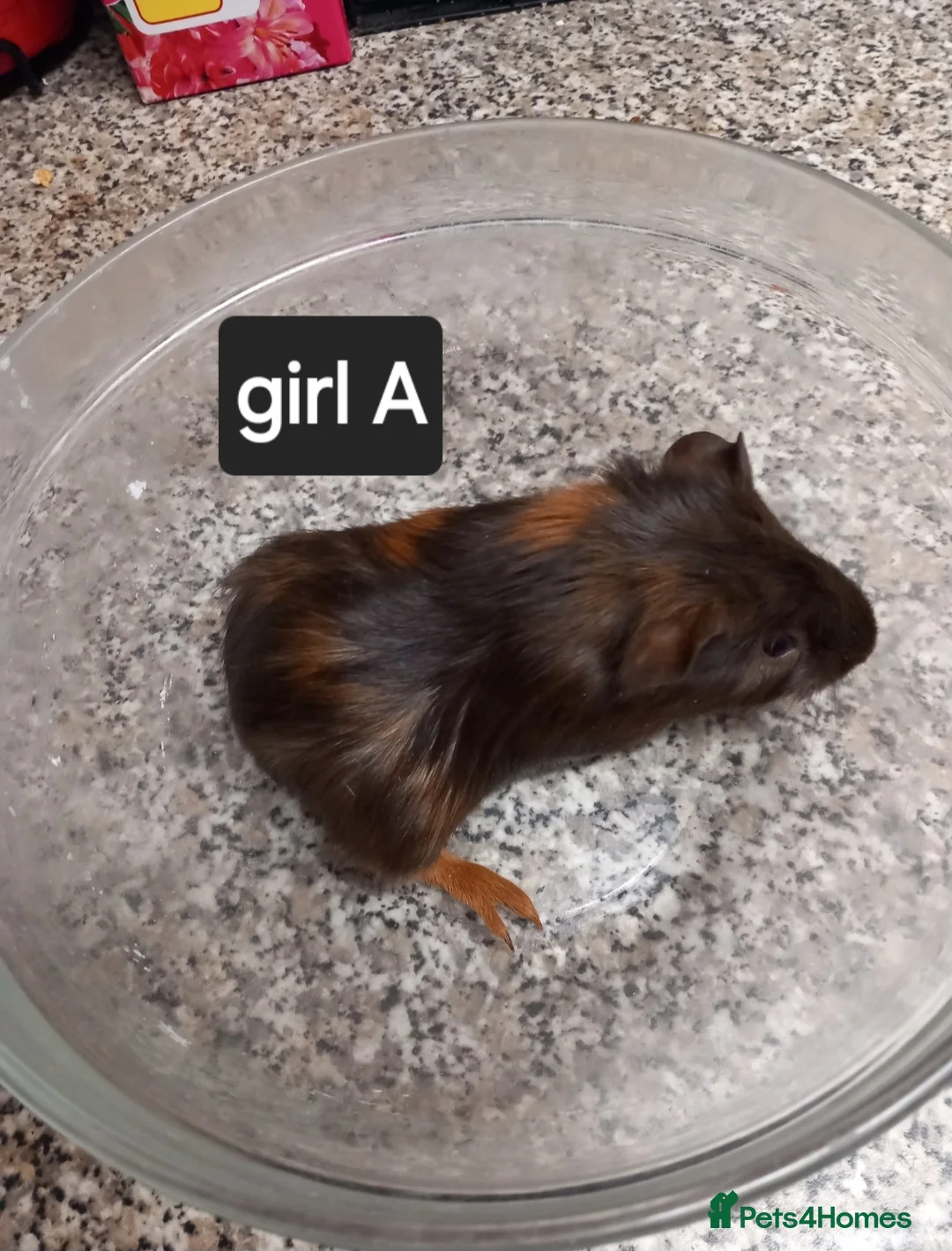 Guinea Pig rodents for sale: Baby guineapigs ready now  - Advert 2