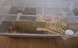 Guinea Pig rodents for sale: 2 1 year old male guinea pigs and cage - Image 10