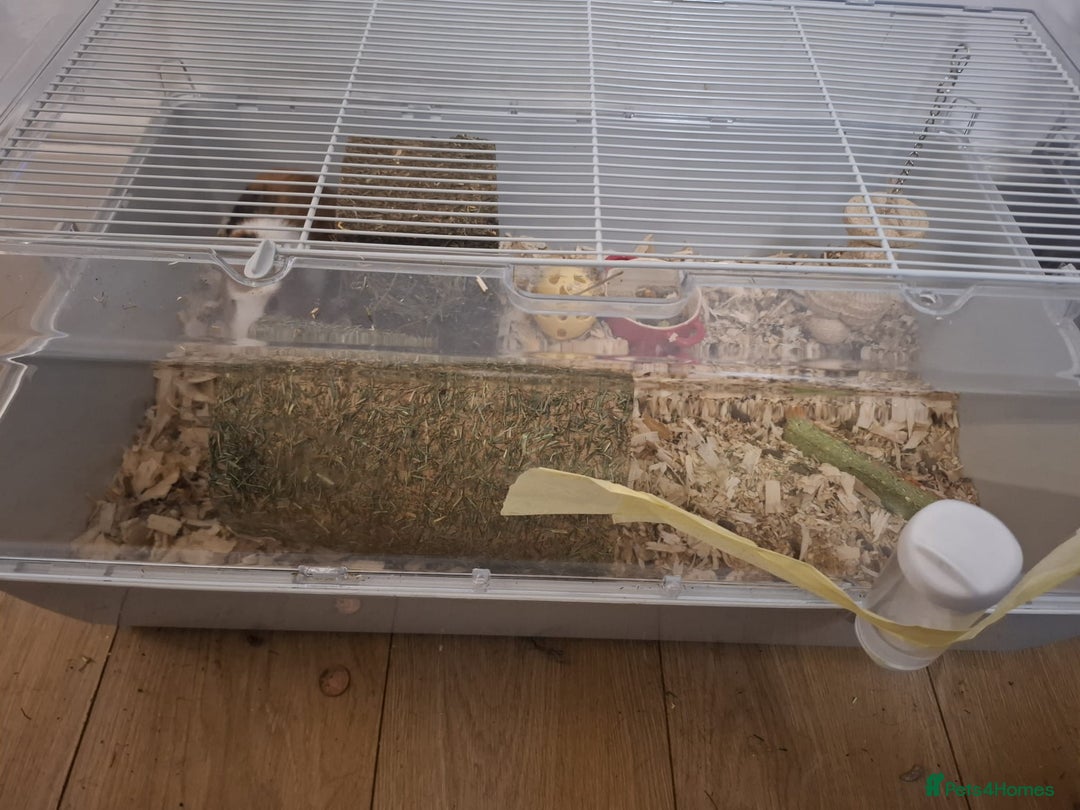Guinea Pig rodents for sale: 2 1 year old male guinea pigs and cage - Image 10