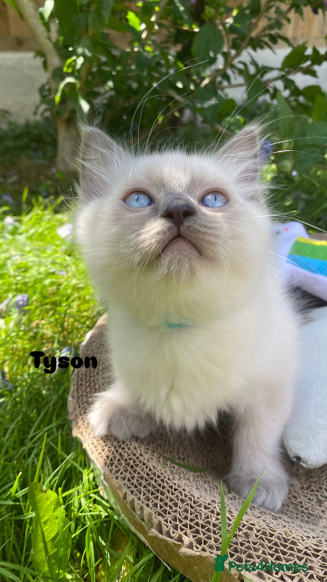 Ragdoll cats for sale: 2 BOYS LEFT . Ready to leave TODAY - Image 7