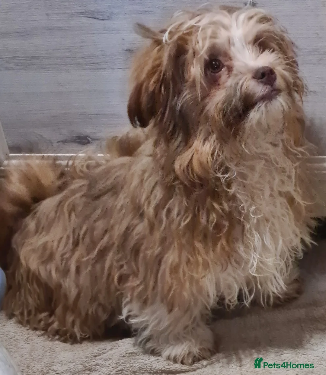Mixed Breed dogs for adoption: Barney 7 inch tall. 5 kilo in Bishop's Stortford - Advert 7
