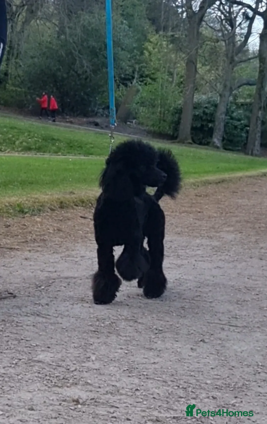 Toy Poodle dogs for stud: Toy poodle stud boy  in Blackburn - Advert 5