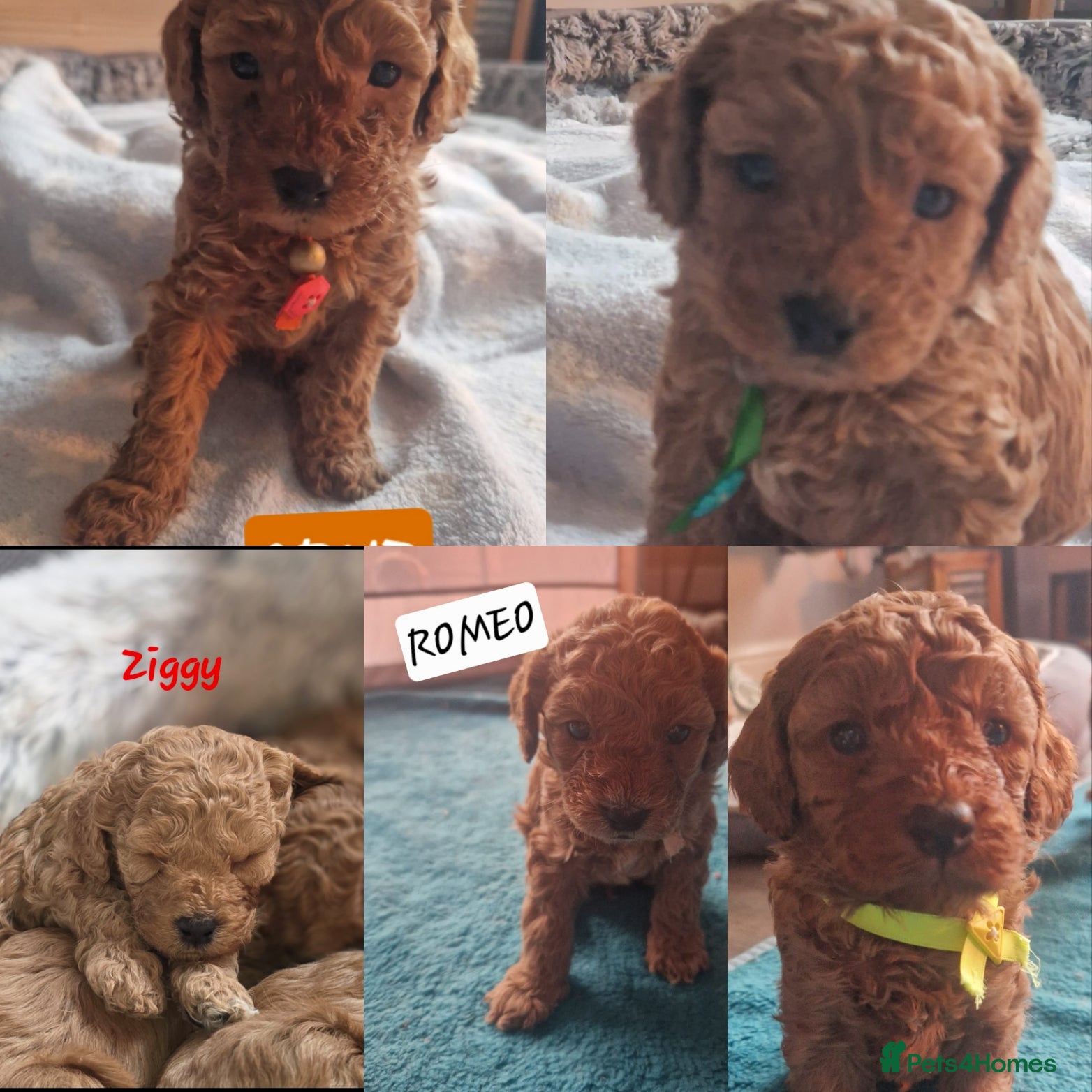 Cavapoo dogs Cavapoo's FB3 Fox red - Advert 4