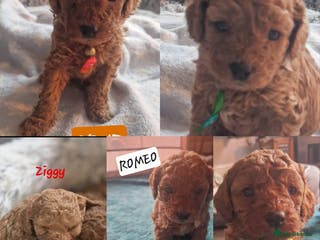 Cavapoo dogs Cavapoo's FB3 Fox red - Advert 4