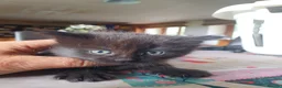 Mixed Breed cats for sale: Lovely kittens - Advert 4