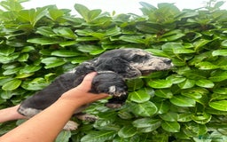 Cocker Spaniel dogs for sale: Beautiful litter of working cocker spaniel puppy’s - Image 8