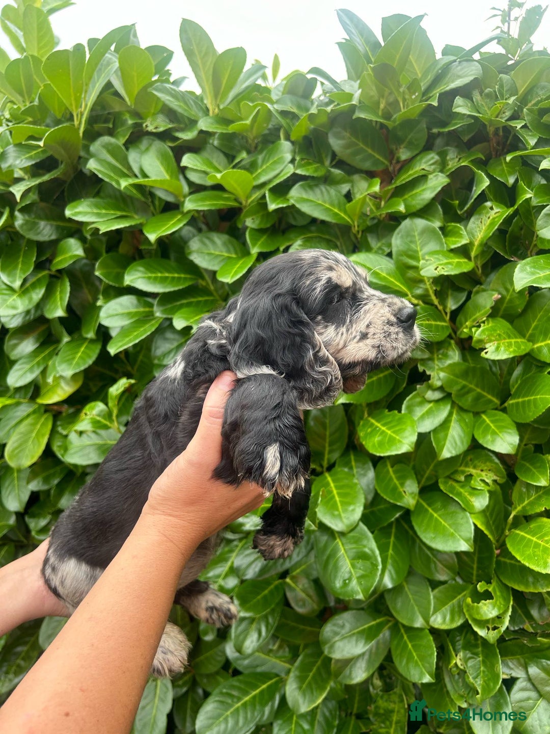 Cocker Spaniel dogs for sale: Beautiful litter of working cocker spaniel puppy’s - Image 8