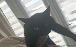 Mixed Breed cats for sale: 4 kittens - Image 7