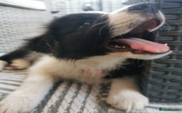 Border Collie dogs for sale: Dylan /Dill - ONLY 4 LEFT International Champion blood line - Image 7