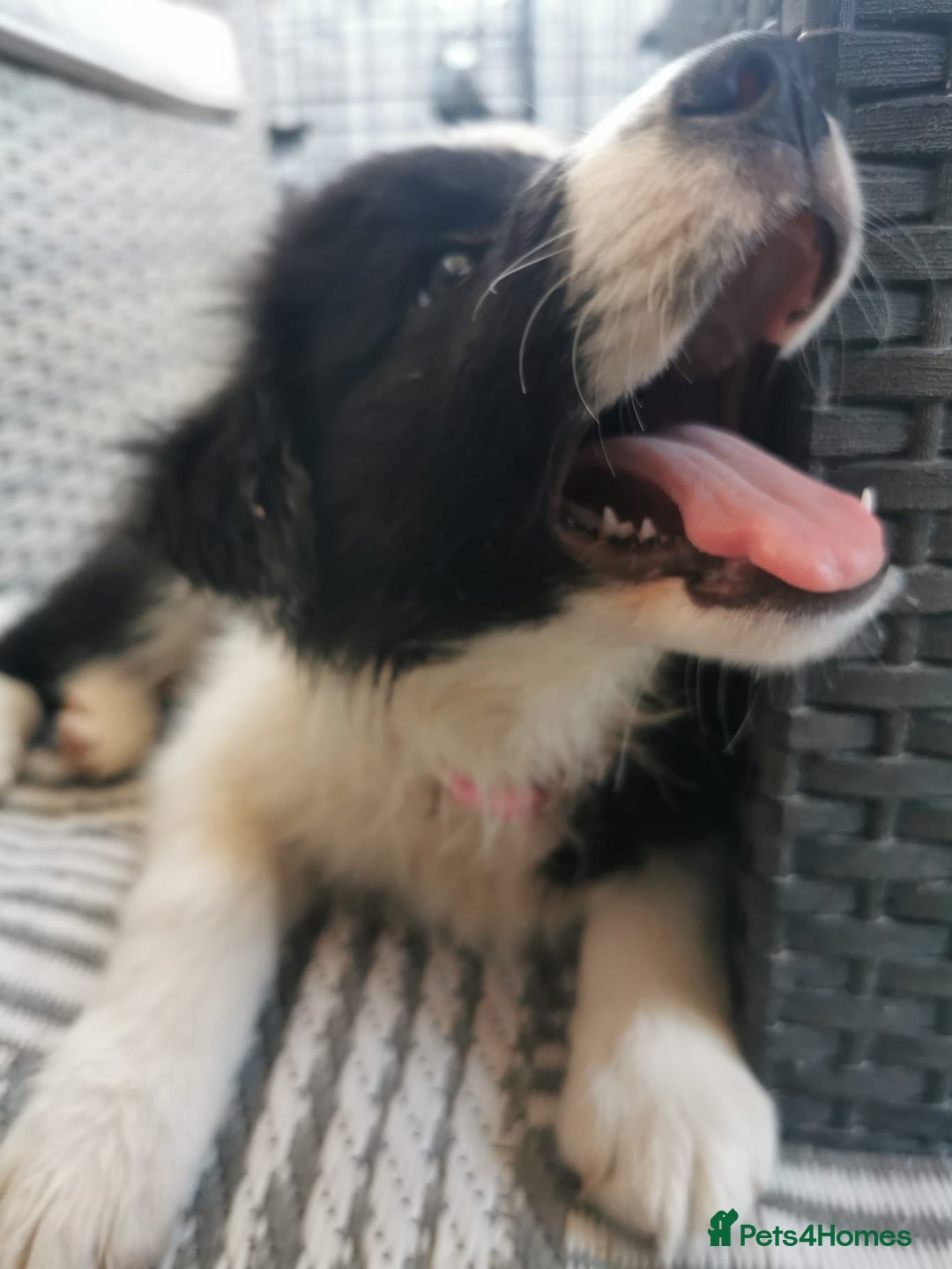 Border Collie dogs for sale: Dylan /Dill - ONLY 4 LEFT International Champion blood line - Image 7