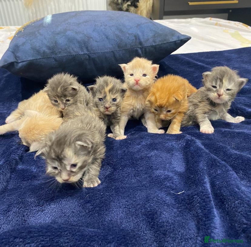 Maine Coon cats Main coon kittens - Advert 1