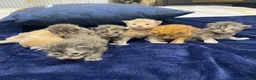Maine Coon cats for sale: Main coon kittens - Advert 1