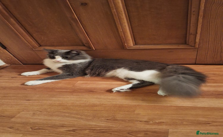 Maine Coon cats Norwegian Forest Cat mix with Maine Coon  - Advert 1