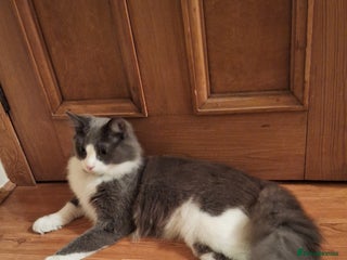 Maine Coon cats Norwegian Forest Cat mix with Maine Coon - Advert 1