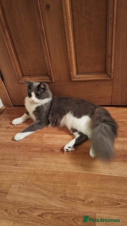 Maine Coon cats Norwegian Forest Cat mix with Maine Coon - Advert 1