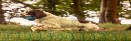 English Springer Spaniel dogs for sale: Exceptional KC Reg, ESS Pups, B/W & L/W in Oldham - Advert 12