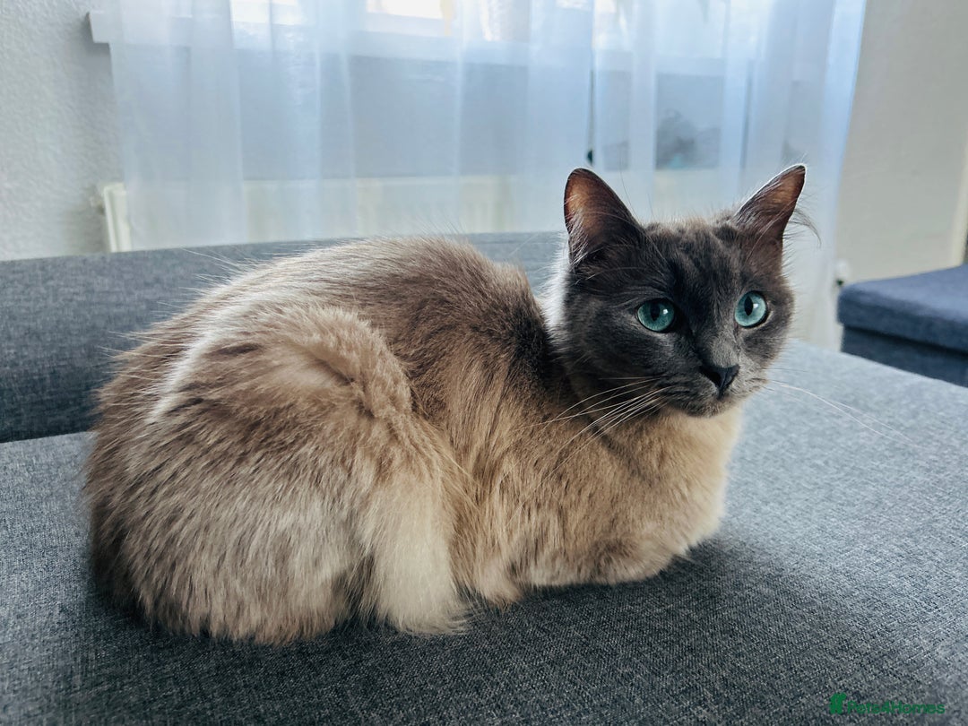 Ragdoll cats for sale: Ragdoll Kittens  - Advert 7