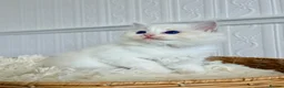 Ragdoll cats for sale: ✨ Exceptional Ragdoll Kittens Ready to leave ✨ - Advert 27