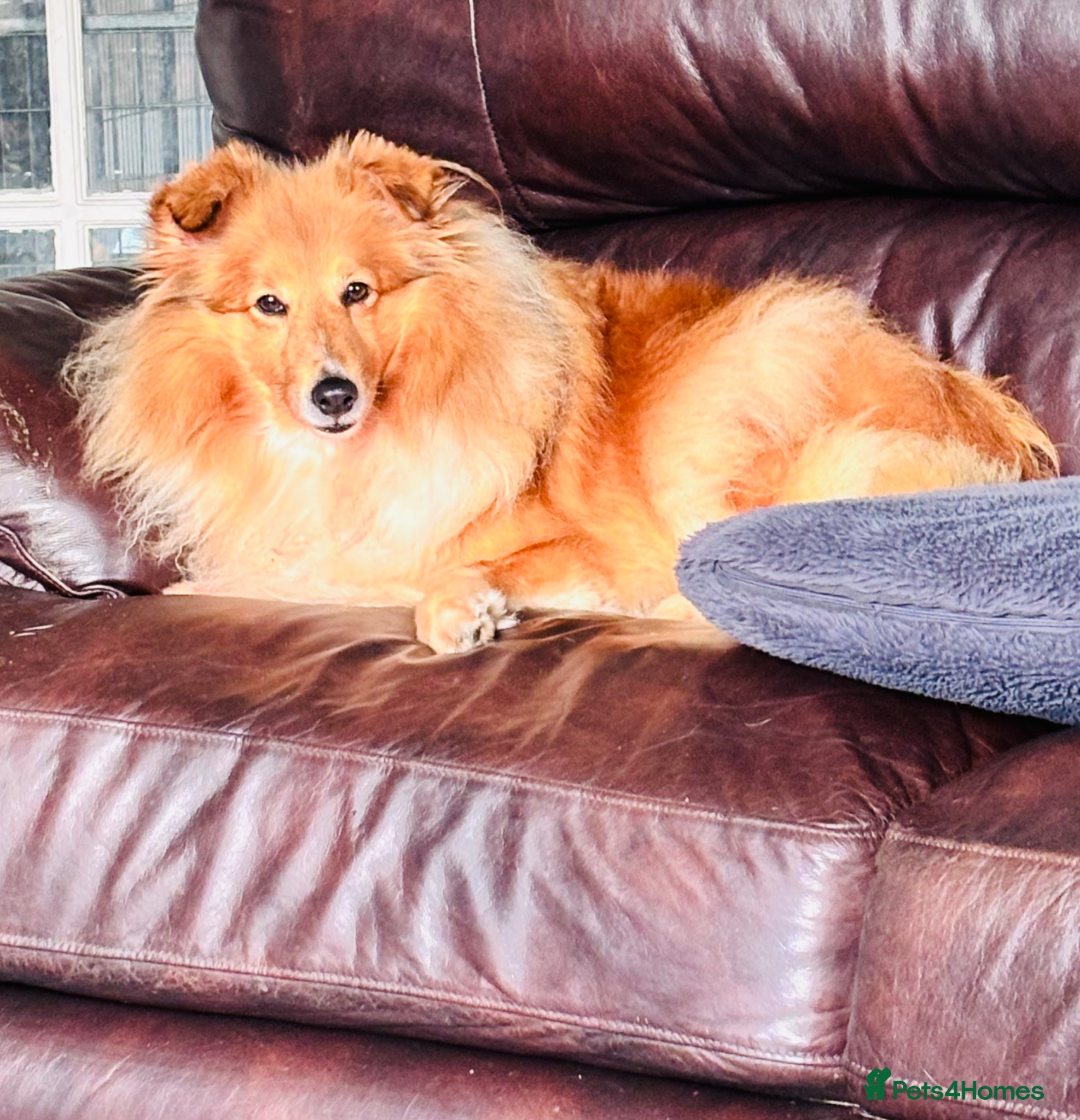 Shetland Sheepdog dogs Beautiful sable Shetland sheepdog girl  - Advert 15