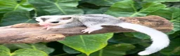 Sugar Glider rodents for sale: 🎀 Beautiful Female Sugar Glider 🎀 - Advert 3