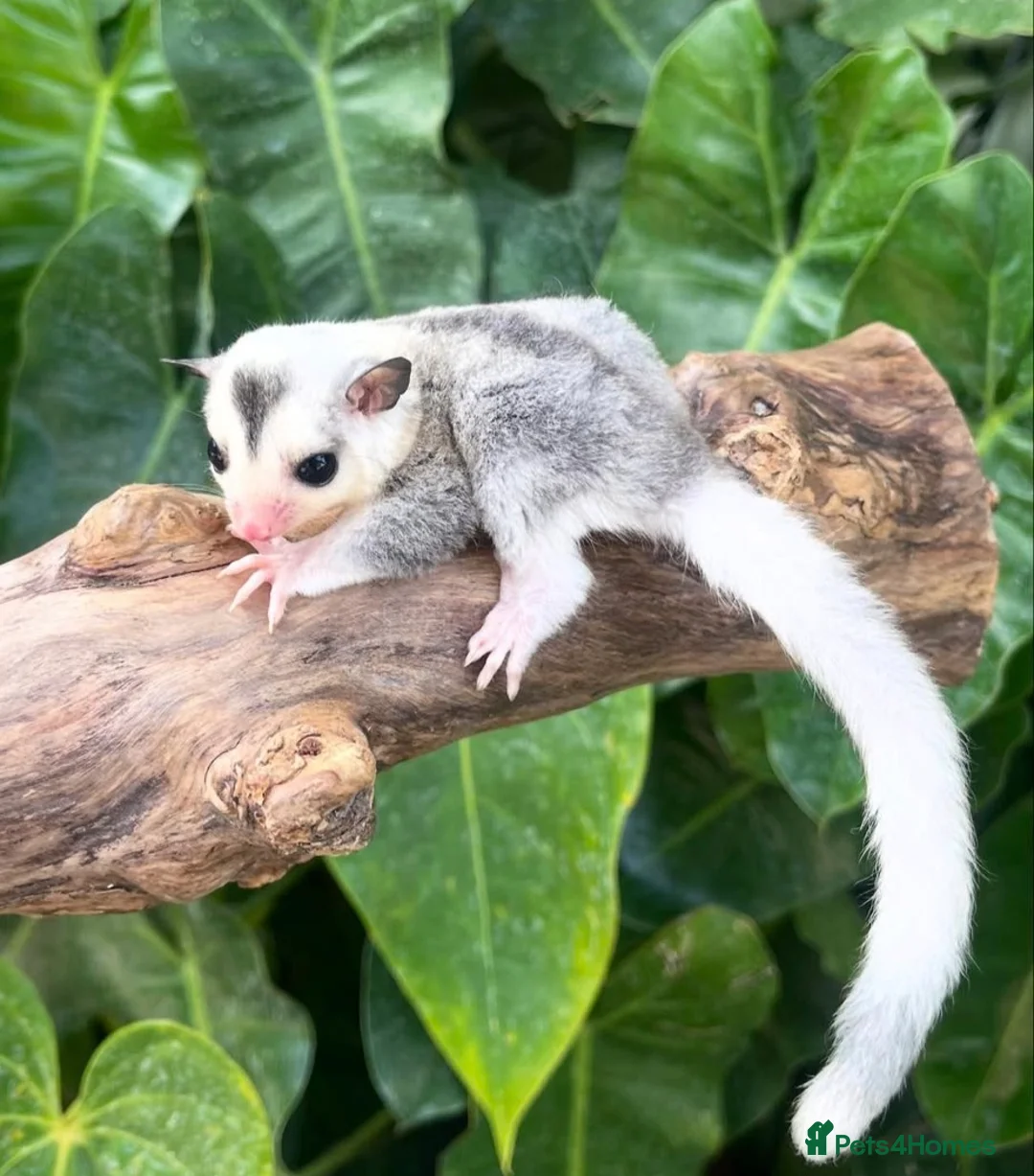 Sugar Glider rodents for sale: 🎀 Beautiful Female Sugar Glider 🎀 - Advert 3