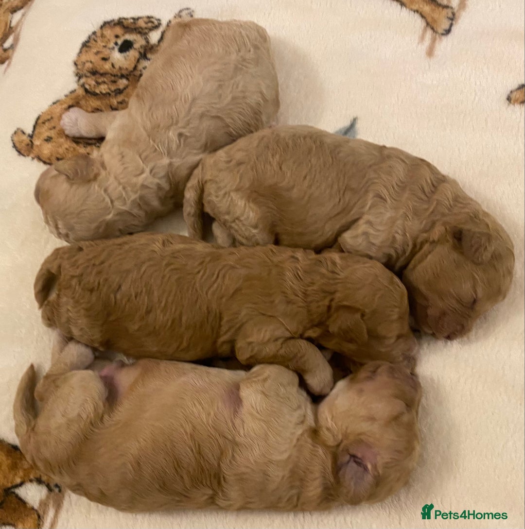 Cavapoo dogs for sale: Gorgeous Teddybear Cavapoo Puppies health checked  - Advert 32