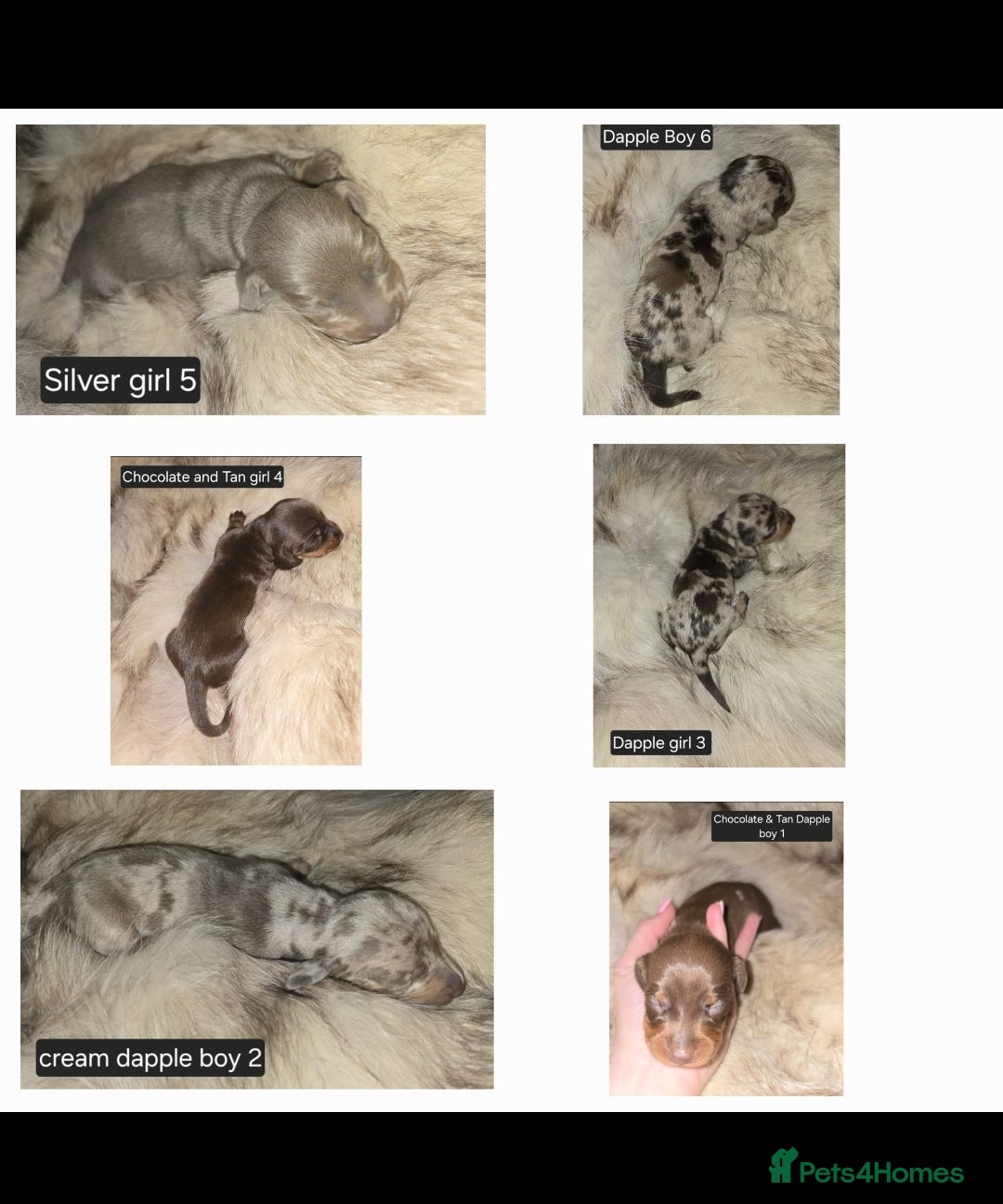 Miniature Dachshund dogs for sale: 👑🐾KC Champion Bloodline Dapples🐾👑 - Advert 7