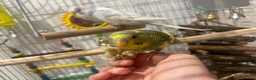 Budgerigars birds for sale: Friendly boy pair budgies with full setup! - Advert 6