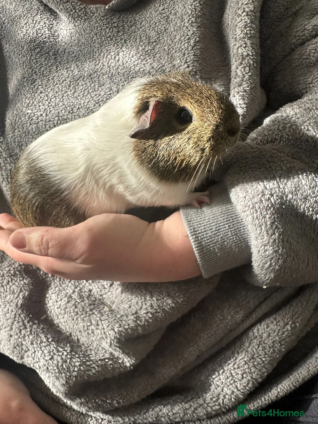 Guinea Pig rodents for sale: 2 female guinea pigs  in Nottingham - Advert 2