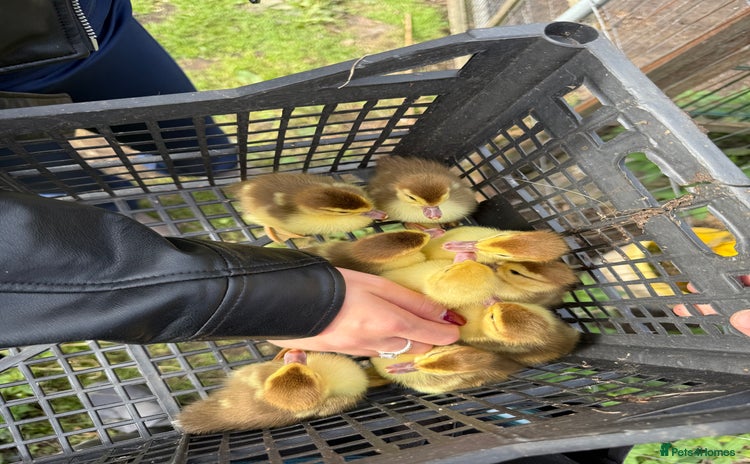 Ducks poultry - Advert 4