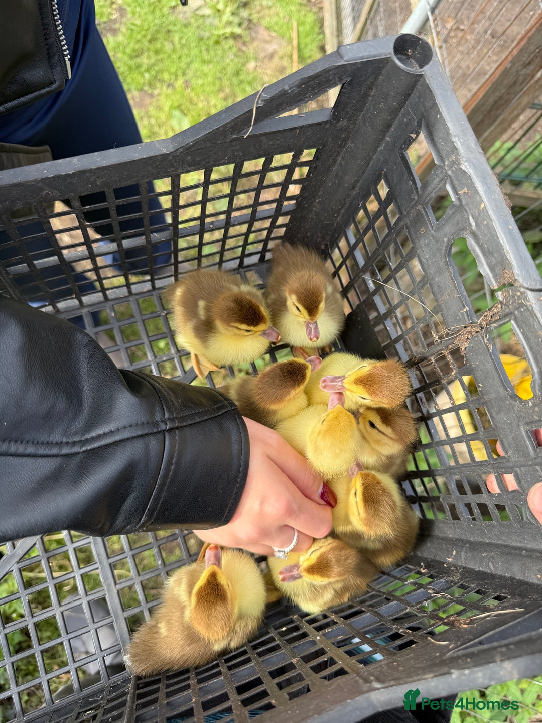 Ducks poultry for sale: Purebred Muscovy ducklings  - Image 1