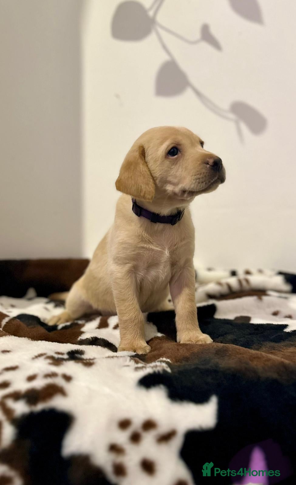 Labrador Retriever dogs for sale: ELITE FEILD TRAIL CHAMP 🏆 KC HEALTH TESTED PUPS - Advert 2