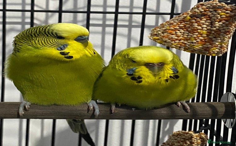 Budgerigars birds - Advert 1