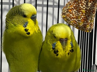 Budgerigars birds - Advert 17