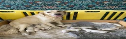 Golden Retriever dogs for sale: KC registered golden Retriever’s  in Hull - Advert 8