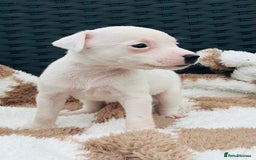 Jack Russell dogs for sale: 5 true to type jack russels  - Image 5