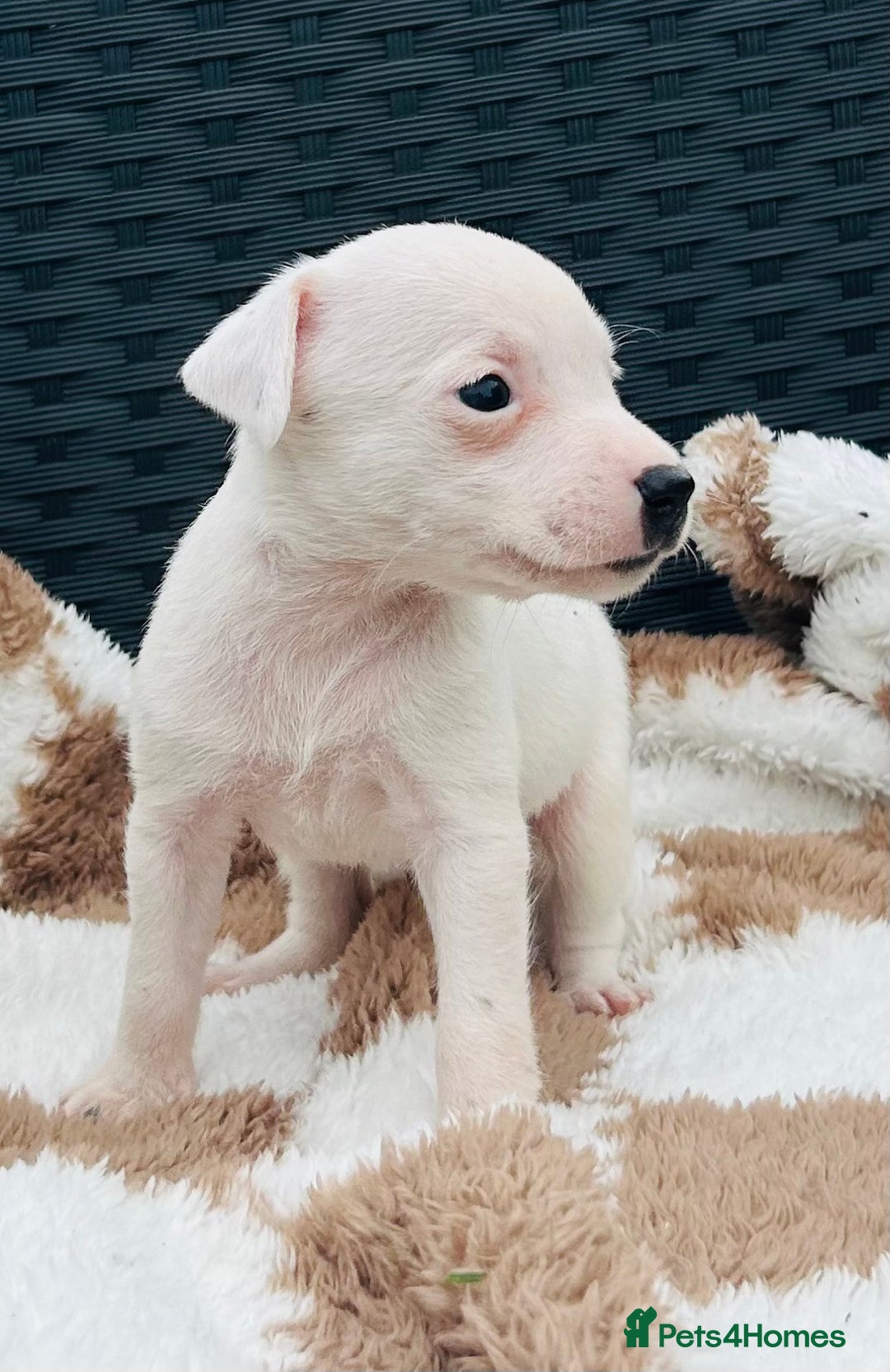 Jack Russell dogs for sale: 5 true to type jack russels  - Image 5