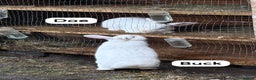 New Zealand rabbits for sale: Rabbits New Zealand white Breeding Pair, Adult - Advert 1