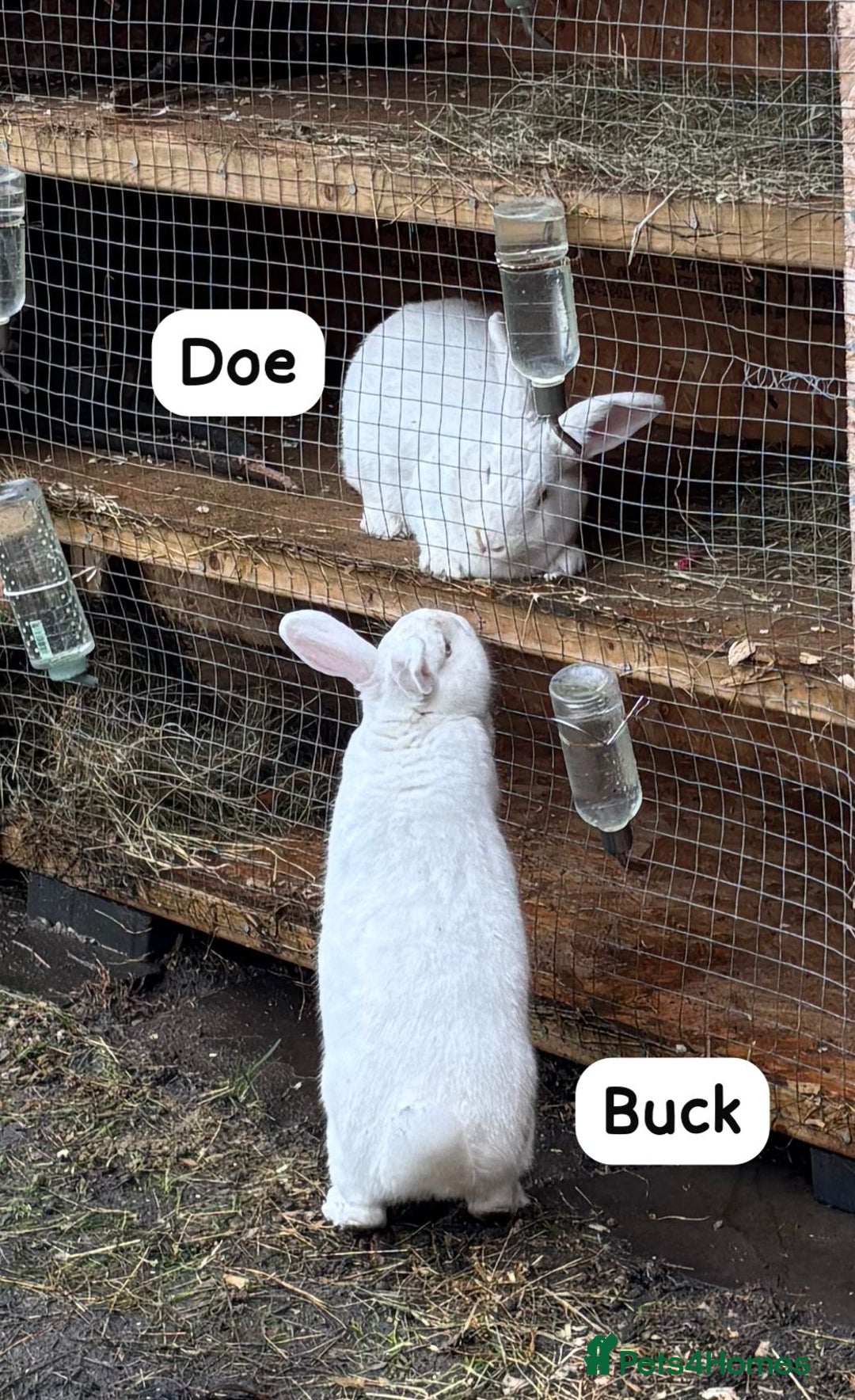 New Zealand rabbits for sale: Rabbits New Zealand white Breeding Pair, Adult - Advert 1